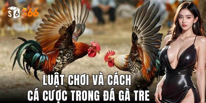 Quy tắc và hình thức cá cược trong đá gà tre