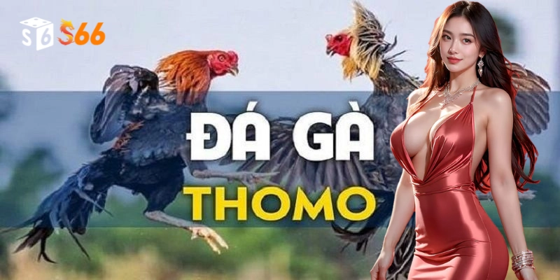 Một số điểm cần lưu ý khi tham gia đá gà