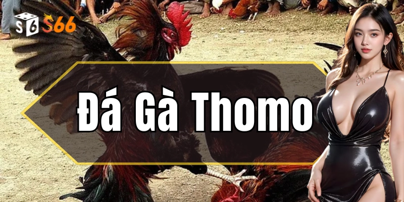 Đá Gà Thomo – Bí Kíp Để Trở Thành Cao Thủ Cá Cược Từ S666