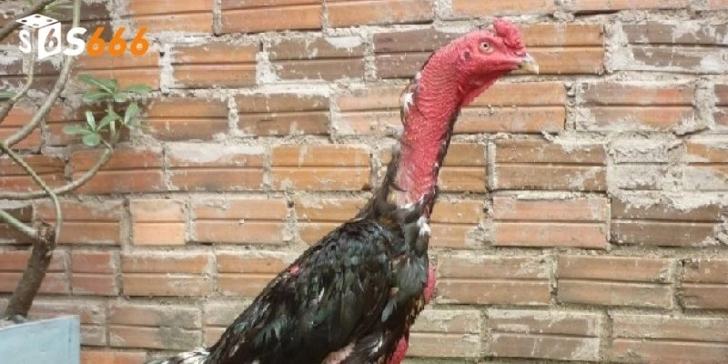 Gà Nòi: Bí Quyết Để Nhận Biết Và Chọn Giống Chiến Kê Để Chọi