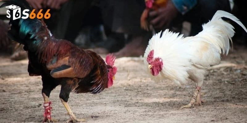 Mẹo chơi đá gà philippines luôn thắng từ cao thủ