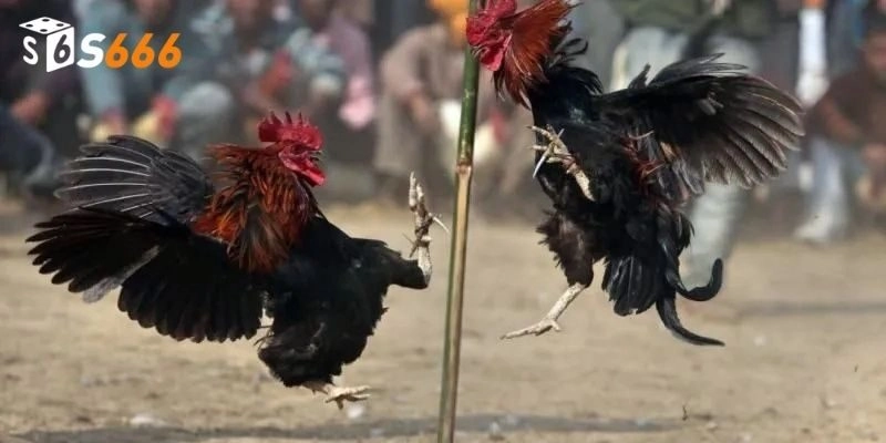 Thắng lớn chọi gà khi hiểu wala là gì, meron là gì