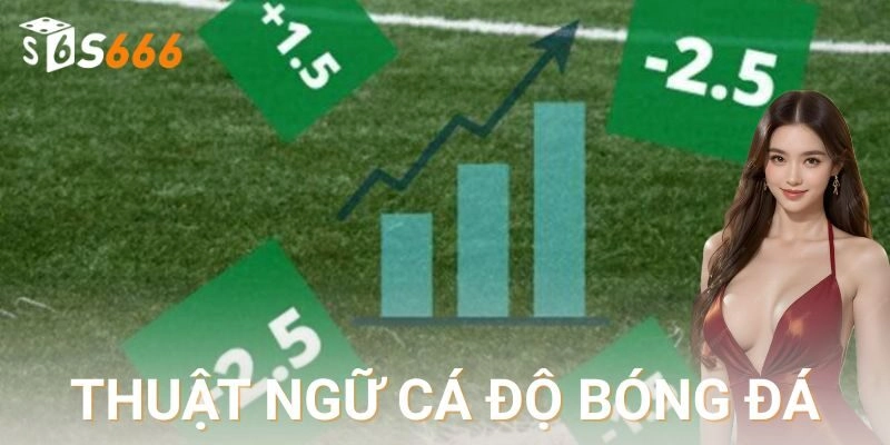 Vai trò cốt lõi của thuật ngữ cá độ bóng đá