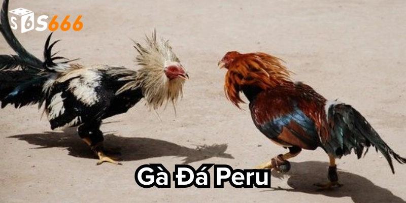 Gà Đá Peru: 3 Bí Mật Giúp bạn Sở Hữu Chiến Kê Đỉnh Cao