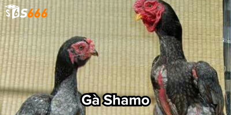 Các dòng chiến kê phổ biến