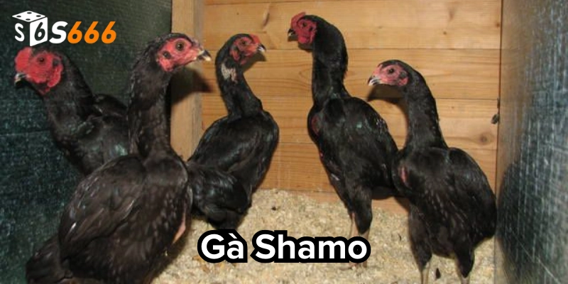 Gà Shamo: 7 Bí Mật Về Chiến Kê Nhật Bản Huyền Thoại