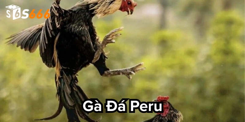 Để sở hữu chiến kê đỉnh thì làm gì?