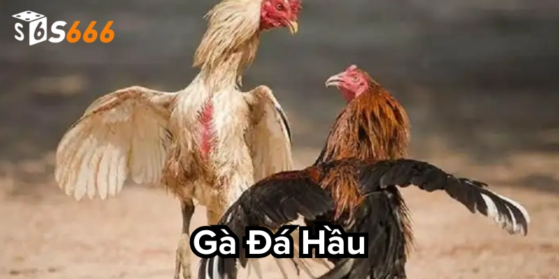 Gà Đá Hầu: 5 Cái Bẫy Cược Khiến Bạn Thua Không Kịp Trở Tay
