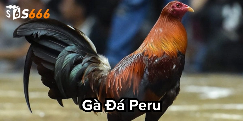Giải thích về Gà đá Peru