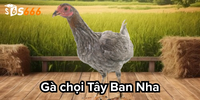 Giới thiệu về gà chọi Tây Ban Nha