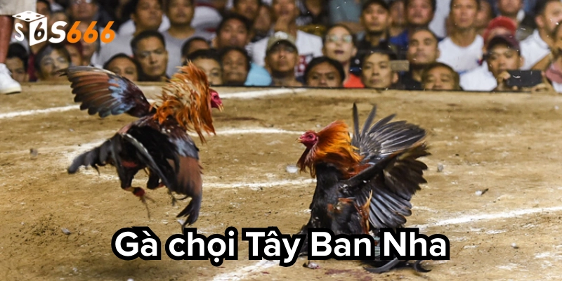 Gà Chọi Tây Ban Nha – 3 Chiến Thuật Cược Tăng Tỷ Lệ Thắng