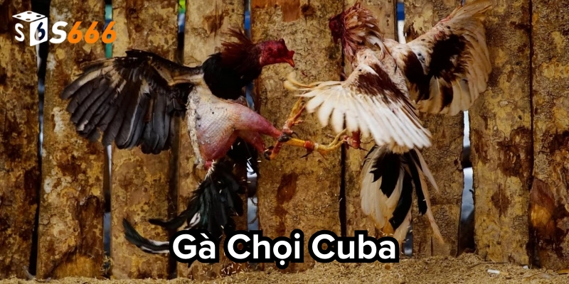 Gà Chọi Cuba: Top 6 chiến kê mạnh nhất luôn thắng lớn